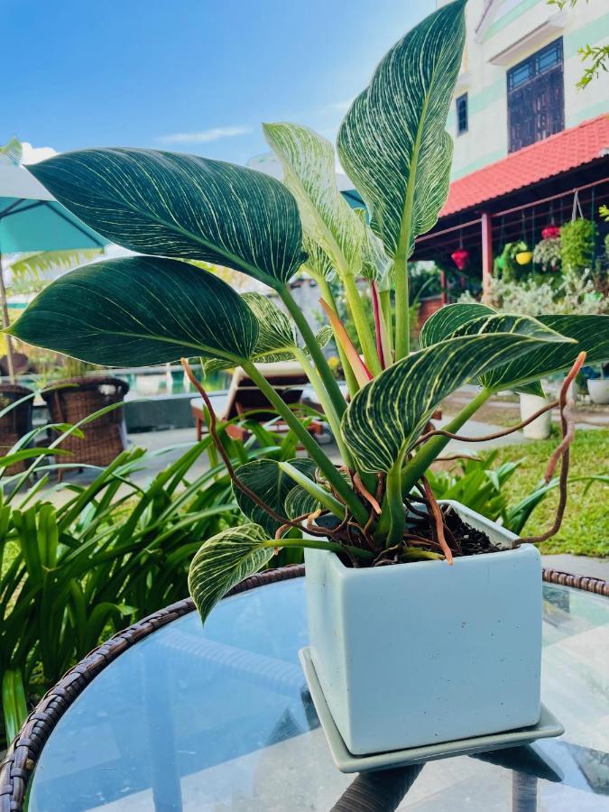 Hoi An Cabbage Garden Apartment Bagian luar foto