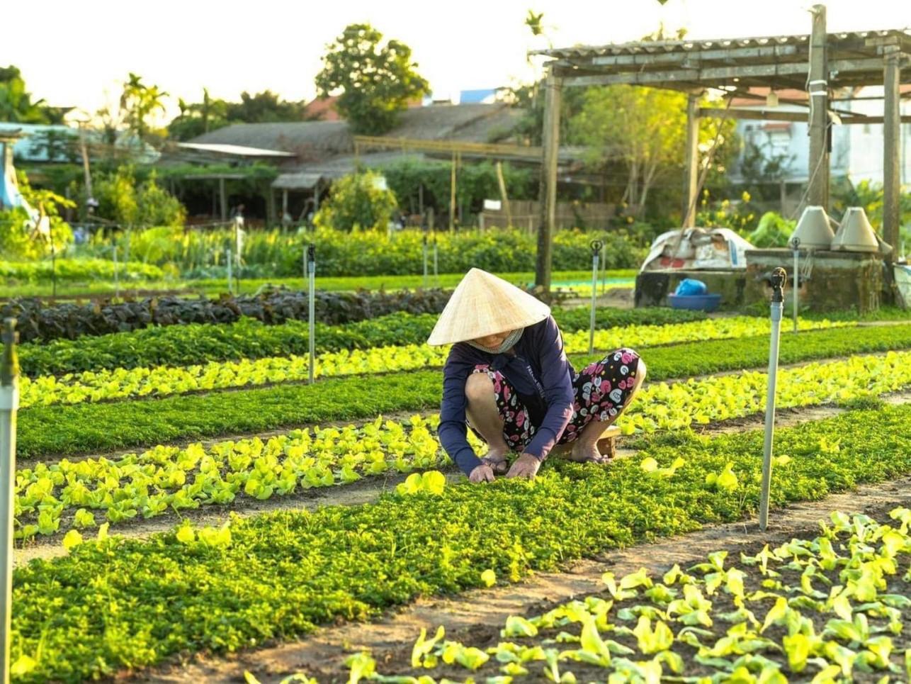 Hoi An Cabbage Garden Apartment Bagian luar foto
